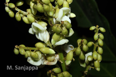 Derris benthamii var. wightii